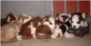 HudsonsHuskies-Nanook-Puppies.jpg